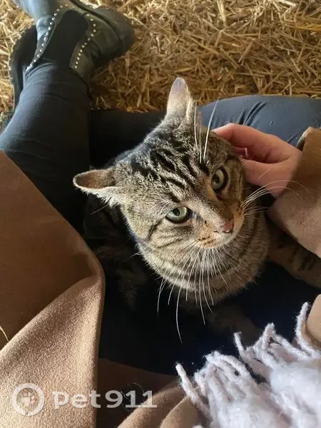 Chat marron tigré trouvé à Coray - photo