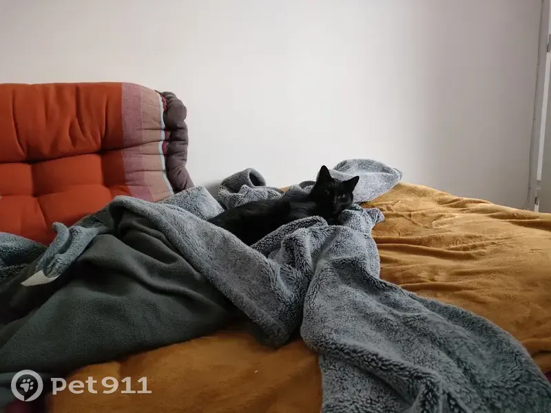 Chat noir jeune trouvé à Pluvigner - photo