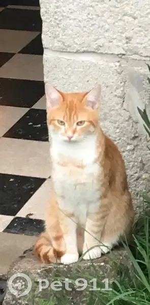 Chat roux et blanc perdu à Loutteville - photo