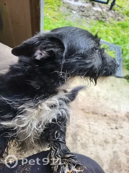 Chienne trouvée, mixte, Montmort - photo