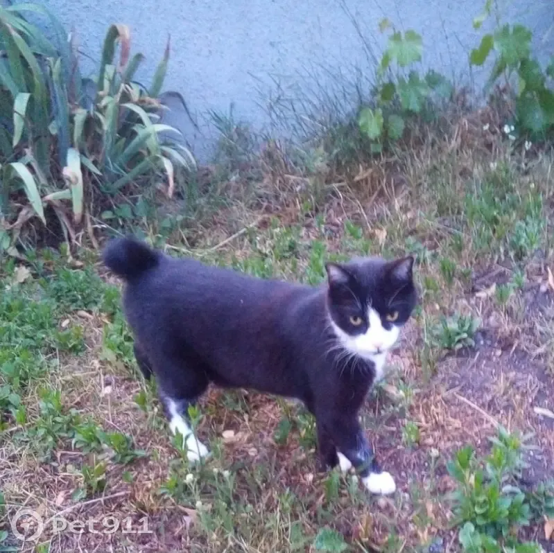 Chat adopté perdu à Noyers - photo