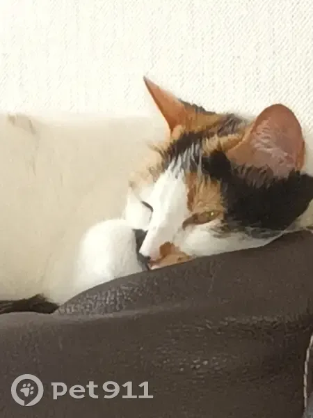 Chatte isabelle perdue - Orleix - photo