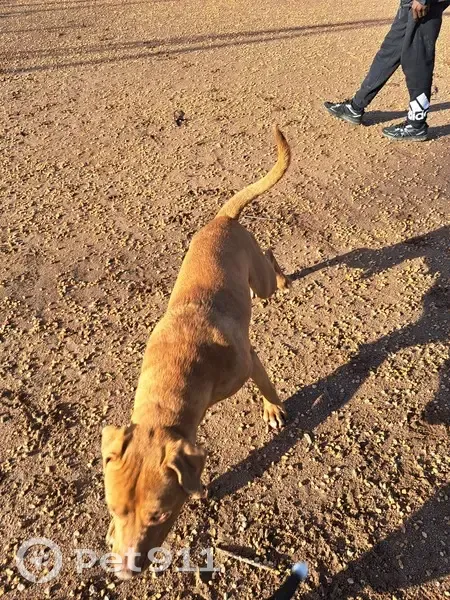 Chien roux croisé trouvé à Gerzat - photo