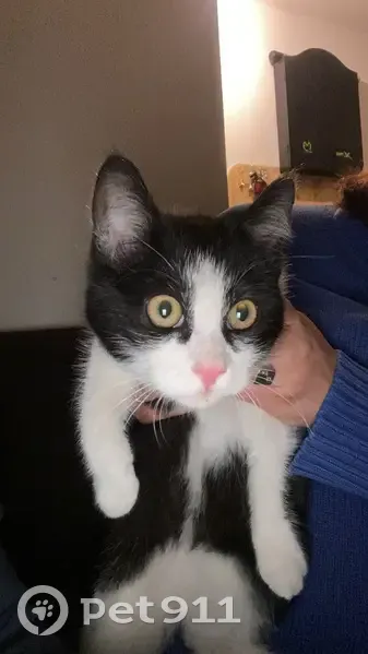 Chaton noir et blanc perdu - photo