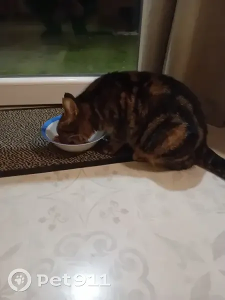 Chat trouvé à Audruicq, enceinte - photo