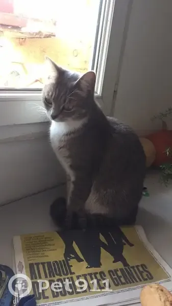 Chatte Sybille disparue à Tulle - photo
