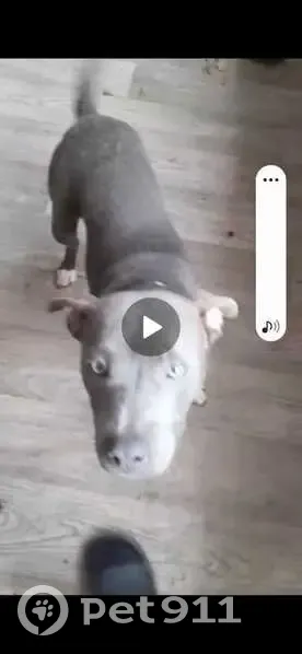 Alerte: Chiot Olyfor Disparu - photo
