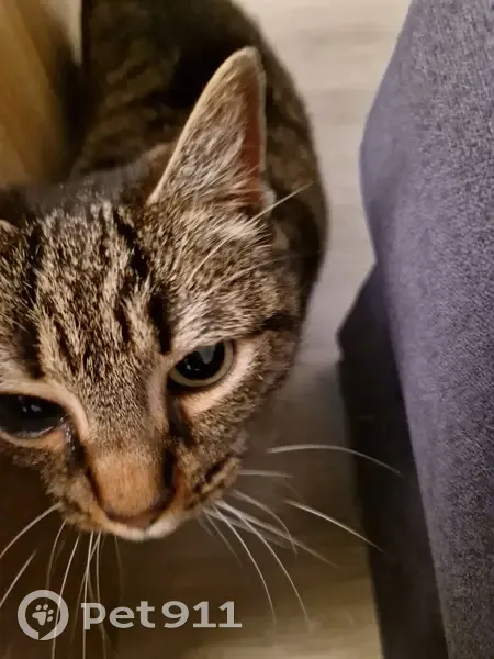 Chat tigré borgne trouvé à Vertou - photo