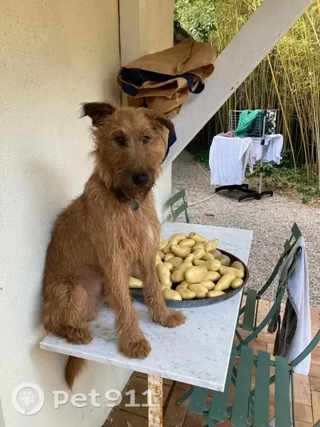 Chien fauve perdu à Pujols - photo