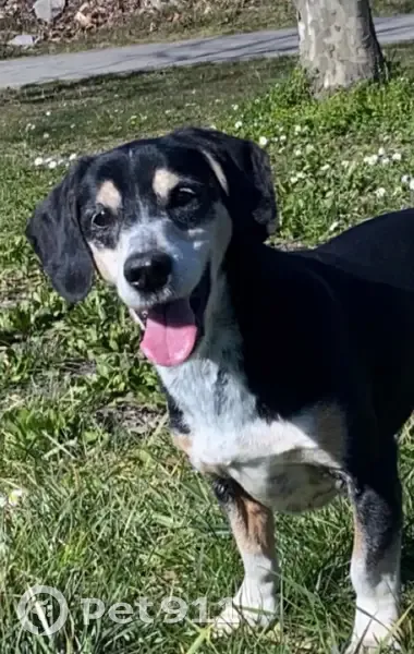 Buddy, Jack Russell perdue - photo