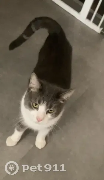 Chat gris-blanc Timon perdu - photo