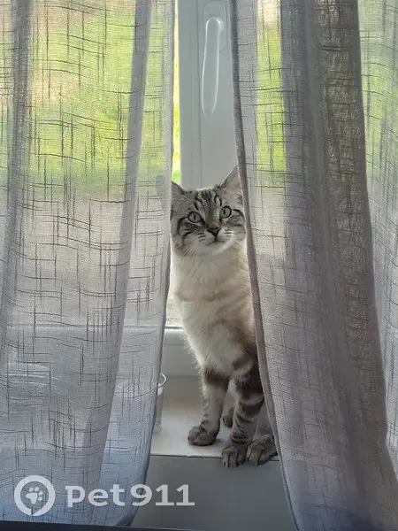 Chat perdu à Combourg - photo