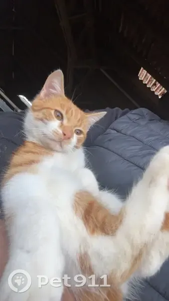 Chaton roux perdu à Dourdain - photo