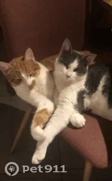 Alerte: 2 Chats Perdus à Saint-Étienne - photo
