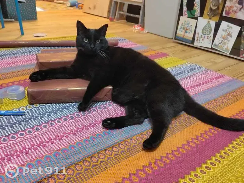 Chat noir aux yeux jaunes perdu - photo
