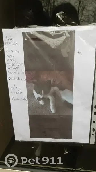 Chat perdu à Brest - Contactez-nous - photo