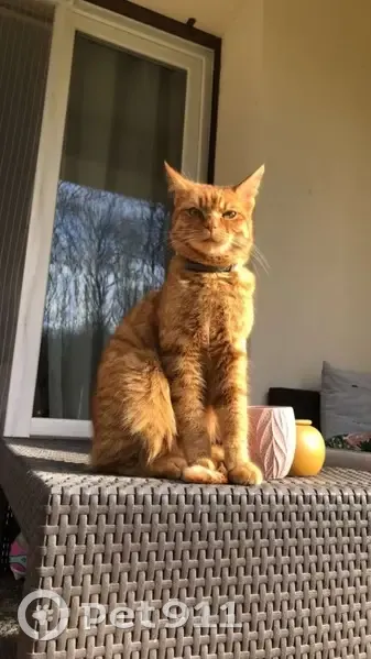 Billy, chat roux et tigré perdu - photo