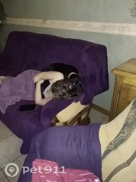 Chien perdu: Shannelle à Meurcourt - photo