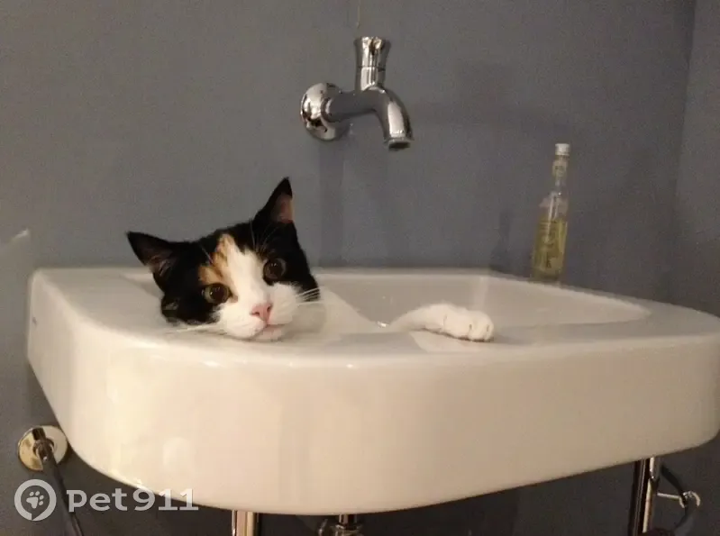 Chatte écaille perdue à Puy-St-Martin - photo