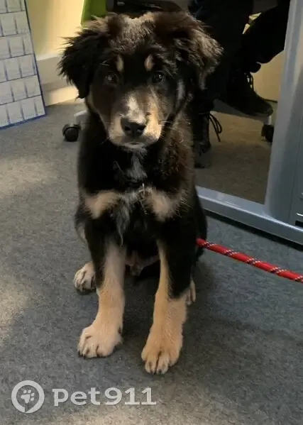 Chiot perdu au Vert Buisson - photo