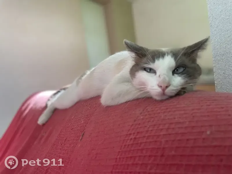 Chat perdu à Talence 10/02 - photo