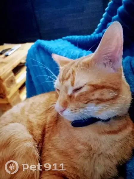 Chaton Mango perdu à Nîmes - photo