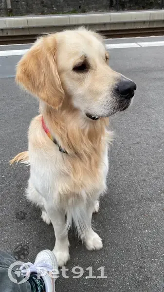 Mav, Golden Retriever perdu - photo