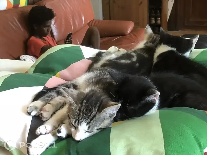 Chat tigré boitant perdu à Espins - photo