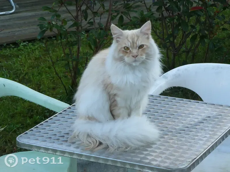 Chat Maine Coon perdu à Anglet - photo
