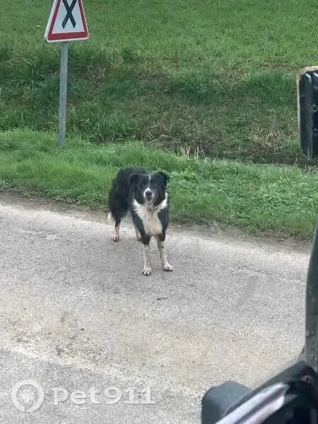 Chien Border Collie perdu à Denazé - photo