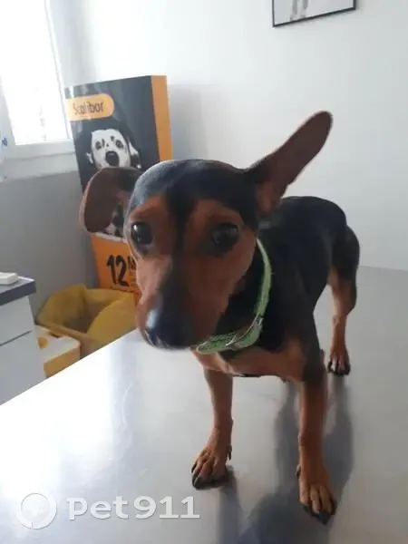 Chien perdu, collier vert, Martigues - photo