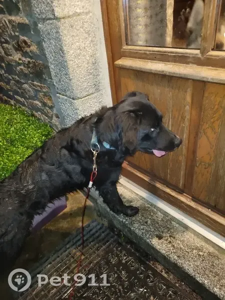 Chien perdu retrouvé à Pont-Aven - photo