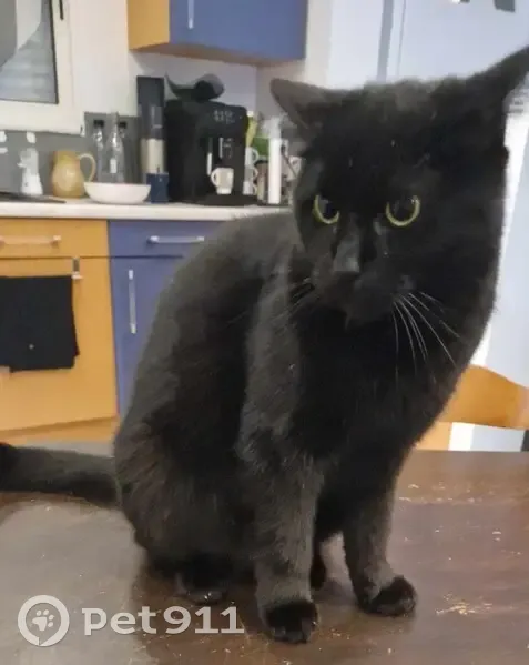 Avis de recherche: Chatte noire/blanche - photo