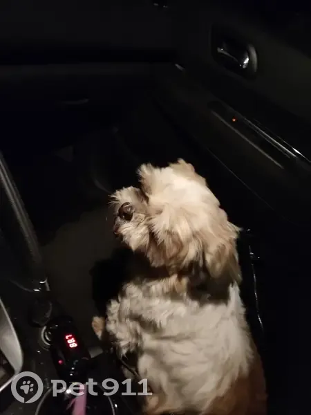Chien âgé perdu: Shih Tzu bicolore - photo