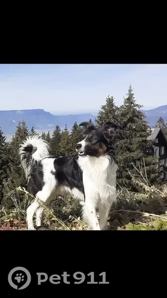 Leiko, Border Collie perdu à Grenoble - photo