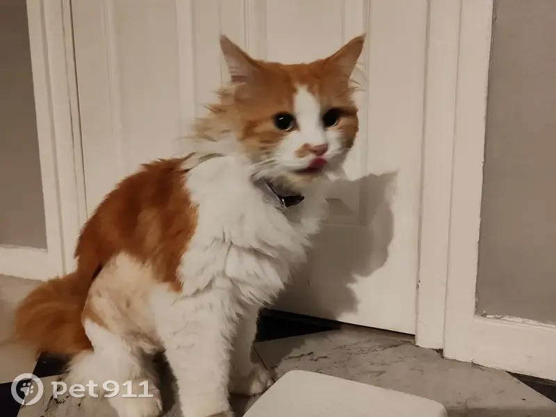 Chat avec collier mauve trouvé - photo