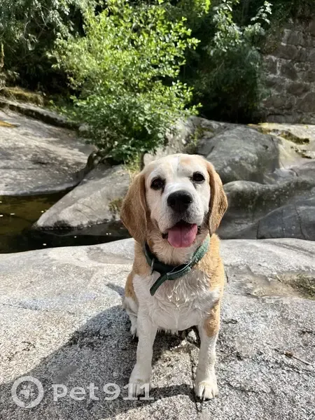Beagle Senior Perdu à Caluire - photo