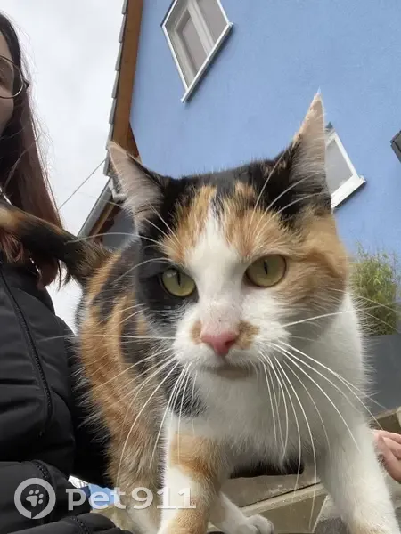 Chaton affectueux trouvé à Hochstett - photo