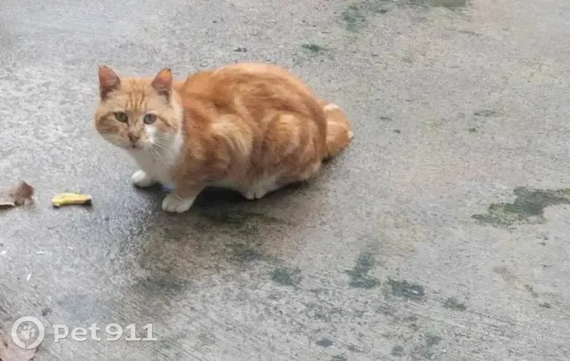 Chat roux perdu et craintif à Ville-ès - photo