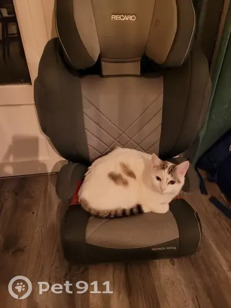 Chatte blanche tigrée perdue - photo