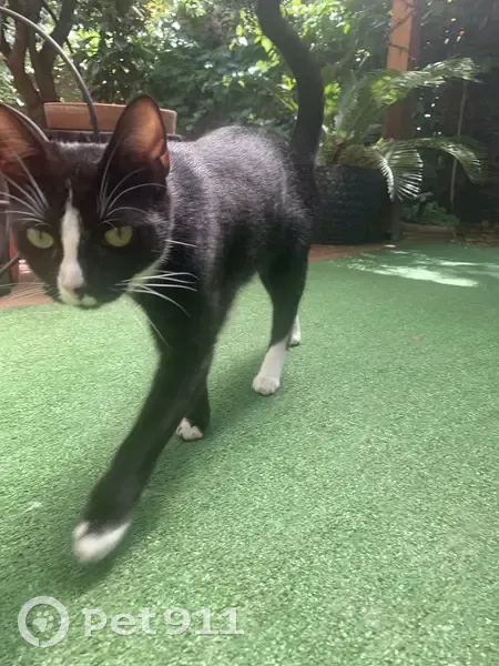 Aiko, chatte perdue à Puteaux - photo