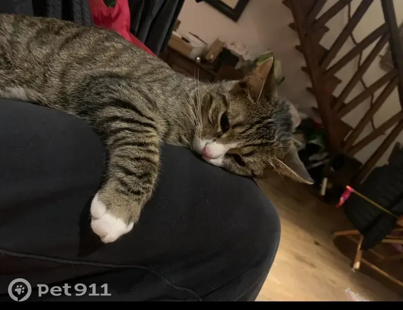 Chat perdu à 13h30 rue Galande - photo