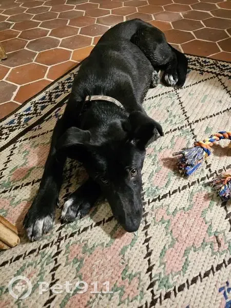 Chiot croisé égaré à Méru - photo