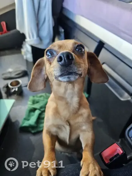 Chien perdu sur D6113 sauvé - photo