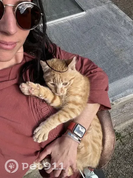 Chaton roux perdu à Beaumont - photo
