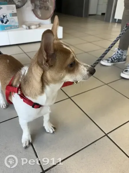 Chiot perdu à Limoges retrouvé - photo