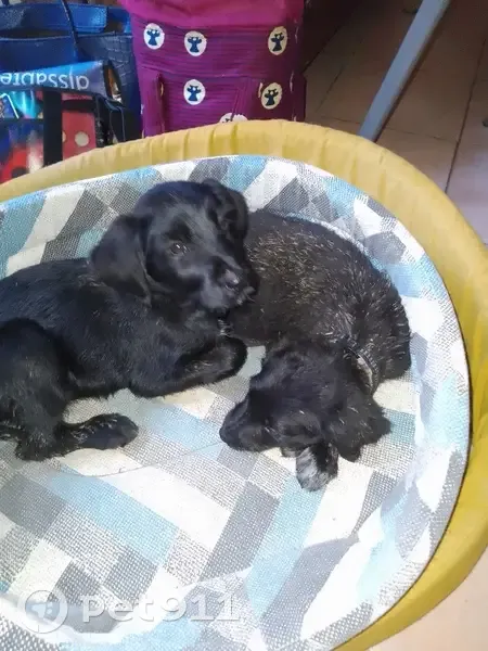 Chiots femelles perdus à Bouloc - photo