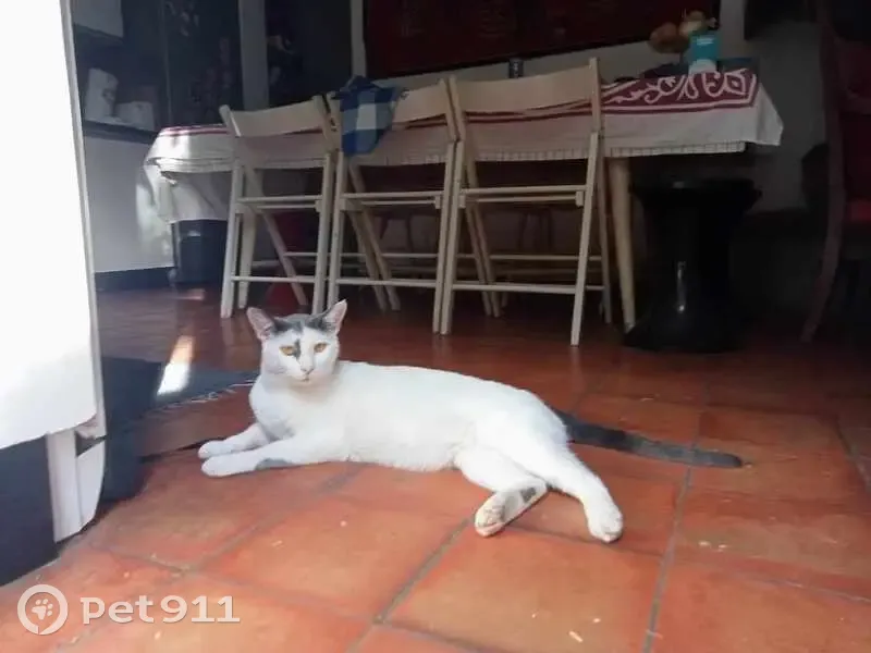 Chat blanc perdu à Montpellier - photo