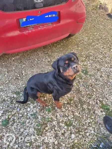 Chien rottweiler perdu à Assieu - photo