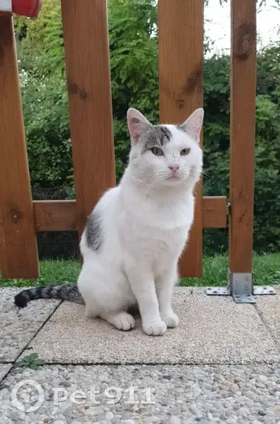 Chat blanc/gris blessé - Augny - photo